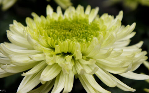 菊花诗句最出名诗句精神（赞菊花诗词最美的诗词）