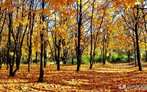 和贾舍人早朝王维拼音（王维和贾舍人名师解读）