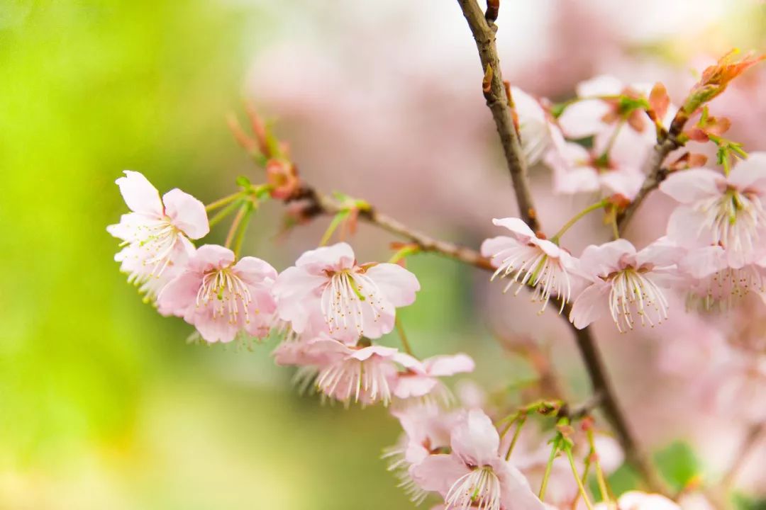 形容樱花盛开的诗句（描写樱花的诗词名句）