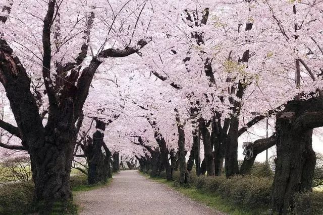 形容樱花盛开的诗句（描写樱花的诗词名句）