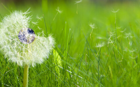 描写小草的诗句有哪些（古代人赞美小草的诗句）