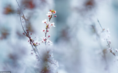 清明踏青诗句的诗都有哪些（最值收藏的清明踏青诗）