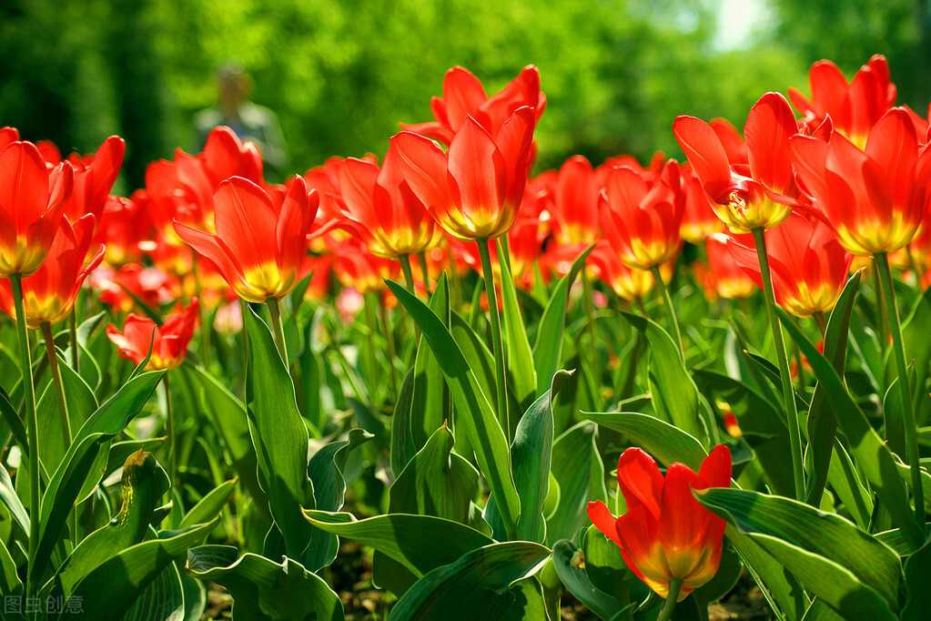 水仙花作文300字三年级（三年级写植物300字满分作文）