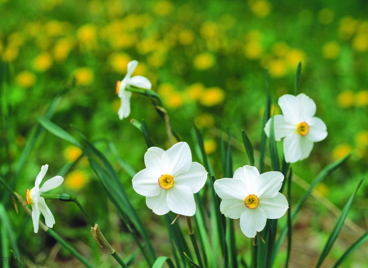 水仙花作文300字三年级（三年级写植物300字满分作文）