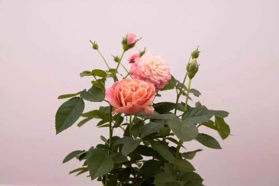 傅雷家书读书笔记摘抄（傅雷家书每章读书笔记）