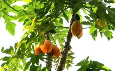 诗经木瓜原文及翻译（诗经卫风木瓜的翻译）