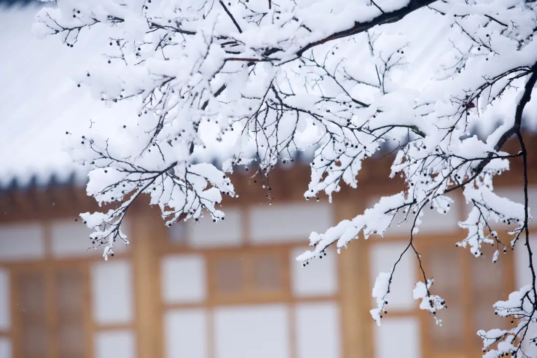 描写雪景的诗句有哪些（关于描写雪的诗句）