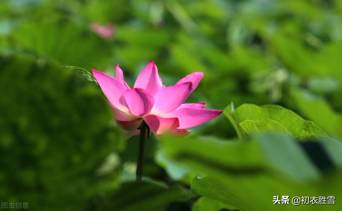 关于莲花的古诗句有哪些（关于莲花的古诗美句）