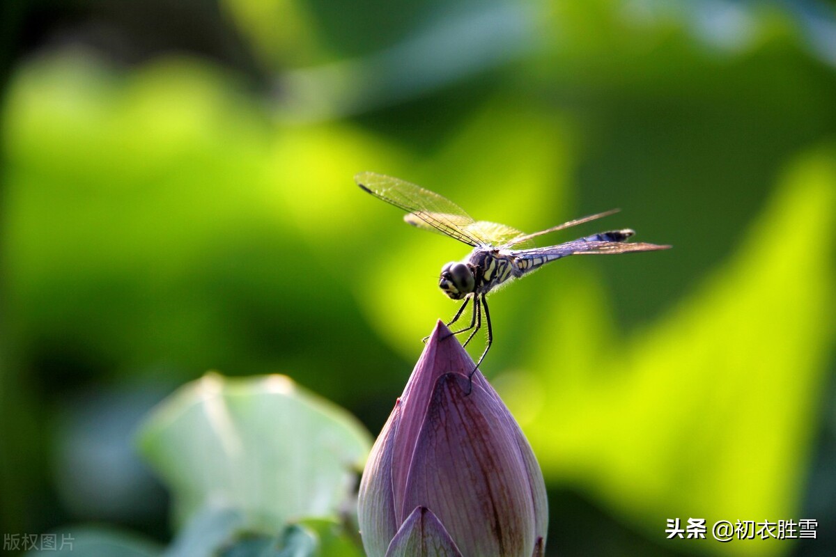 关于莲花的古诗句有哪些（关于莲花的古诗美句）