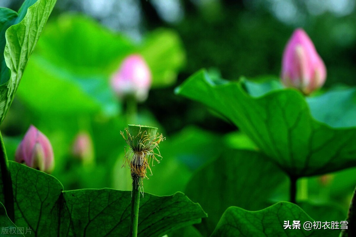 关于莲花的古诗句有哪些（关于莲花的古诗美句）