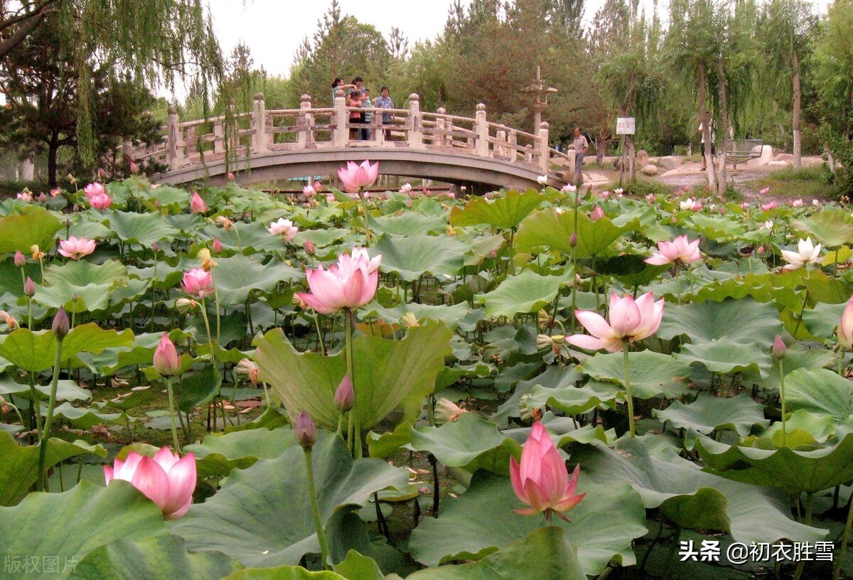 关于莲花的古诗句有哪些（关于莲花的古诗美句）