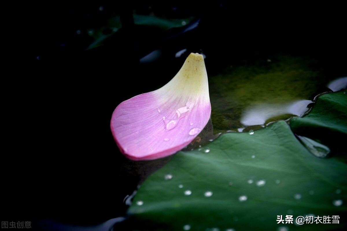 关于莲花的古诗句有哪些（关于莲花的古诗美句）