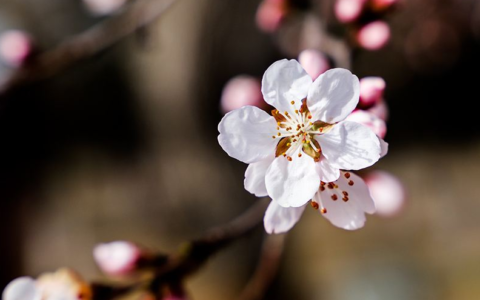 杏花的诗句有哪些（赞美杏花的诗句或名言）