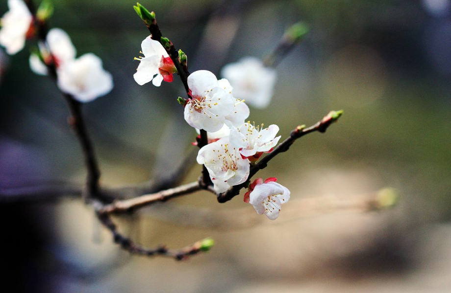 杏花的诗句有哪些（赞美杏花的诗句或名言）