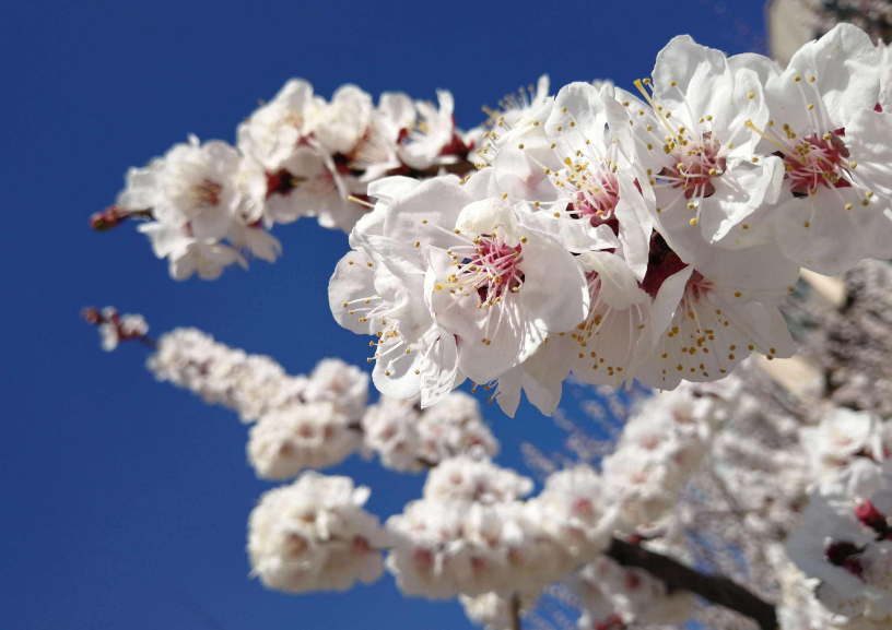 杏花的诗句有哪些（赞美杏花的诗句或名言）