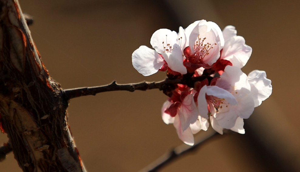 杏花的诗句有哪些（赞美杏花的诗句或名言）