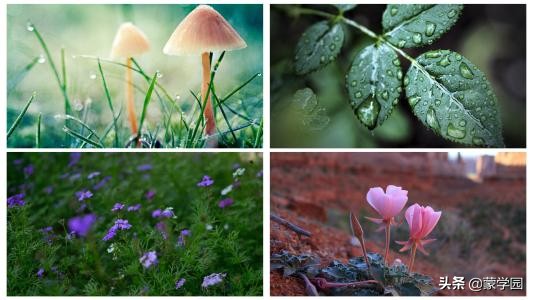 描写春天的四字词语有哪些（关于春天的四字词语分类）