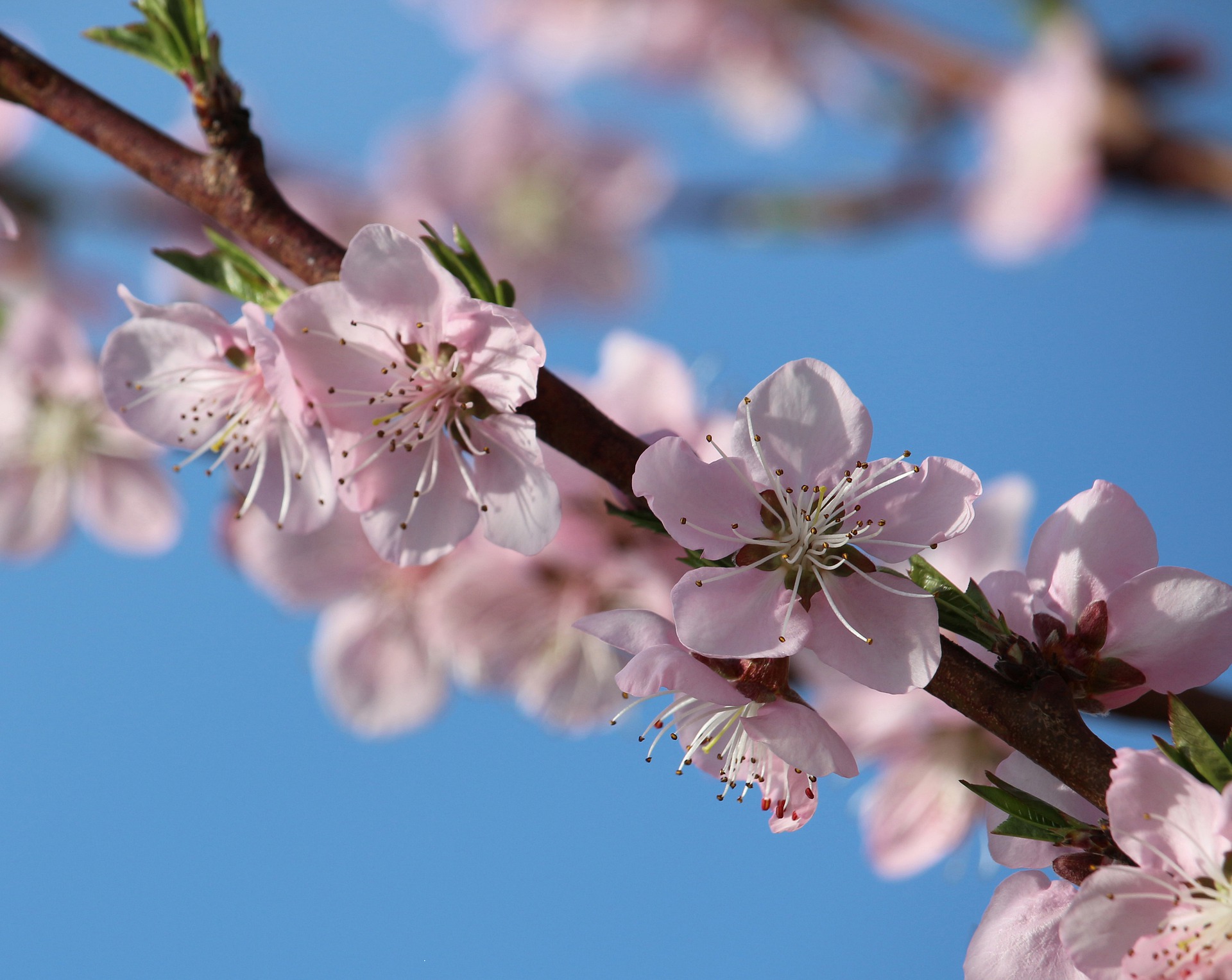 关于桃花的诗句有哪些（关于桃花最出名的诗句）