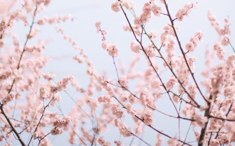 形容美女的诗句短句（女子貌美有韵味的诗句）