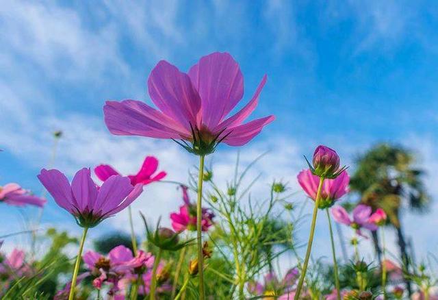 人生如梦的感慨句子诗词（人生就像一场梦的感言分享）