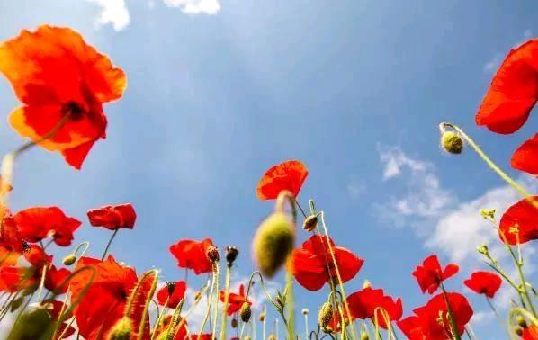 人生如梦的感慨句子诗词（人生就像一场梦的感言分享）