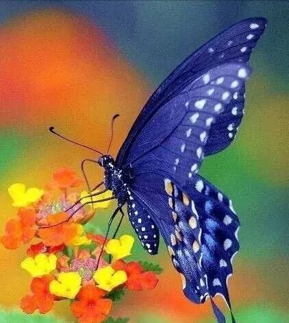 人生如梦的感慨句子诗词（人生就像一场梦的感言分享）