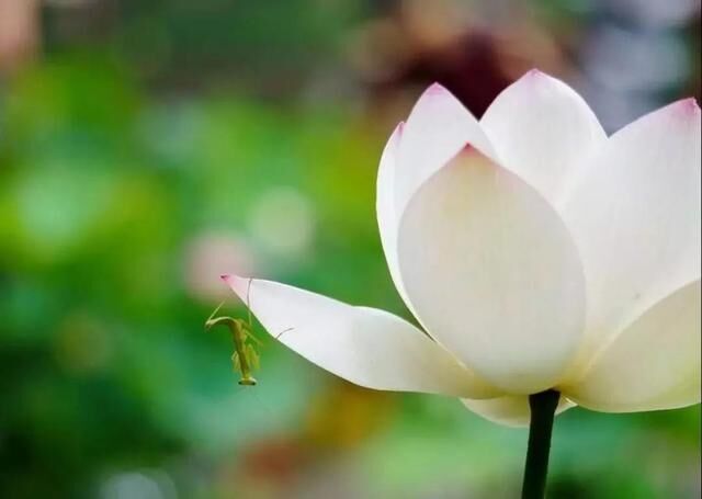 人生如梦的感慨句子诗词（人生就像一场梦的感言分享）