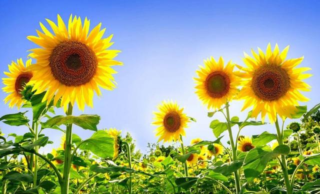 人生如梦的感慨句子诗词（人生就像一场梦的感言分享）