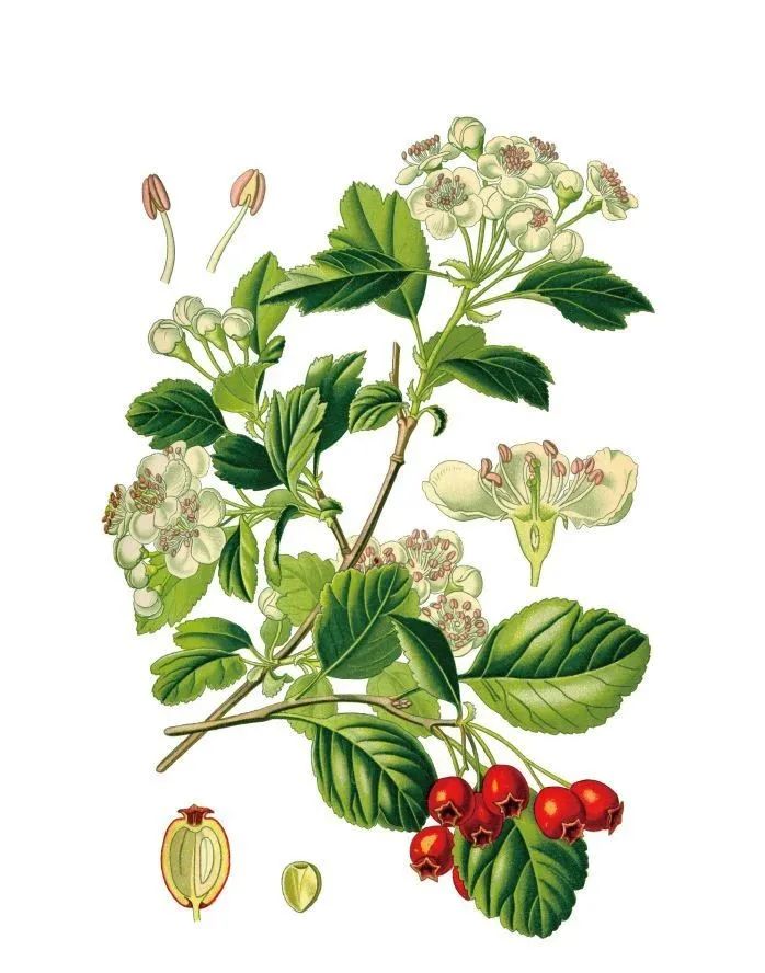 有关植物的诗歌有哪些（描写植物的现代诗歌）