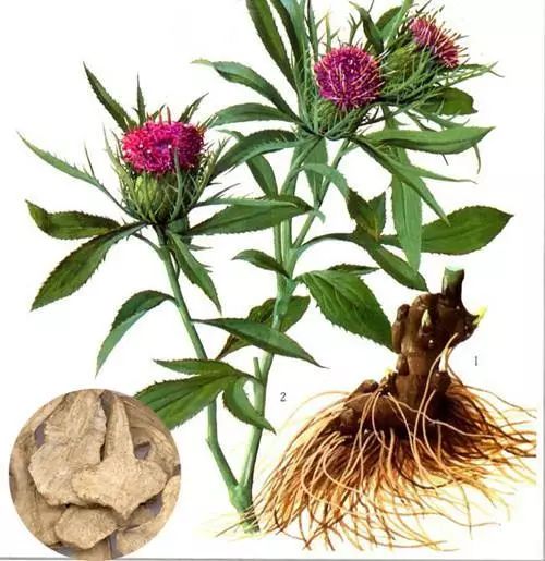 有关植物的诗歌有哪些（描写植物的现代诗歌）