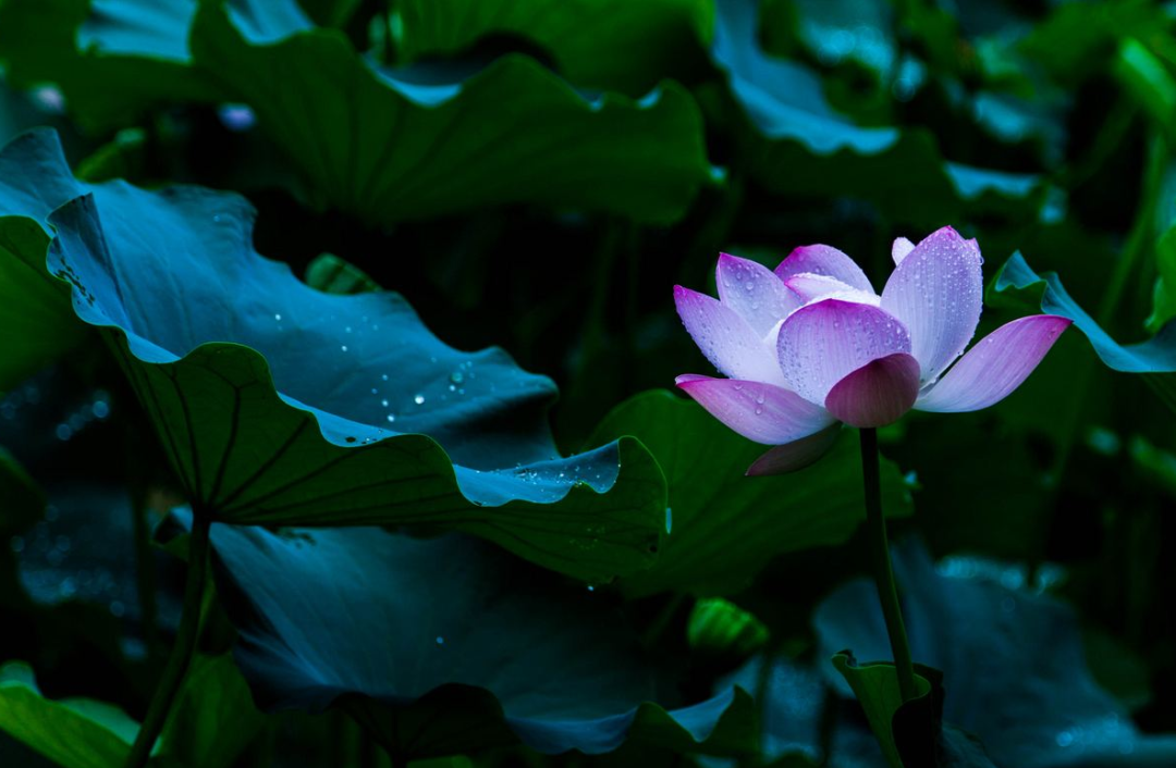 夏天雨的诗句美好诗句（描写夏雨最美诗词）