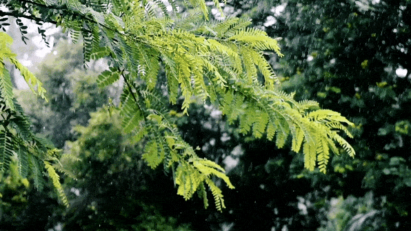 夏天雨的诗句美好诗句（描写夏雨最美诗词）