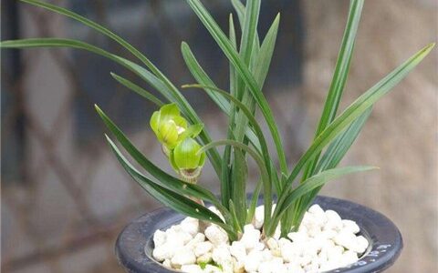 兰花的象征意义是什么（兰花的花语和寓意）