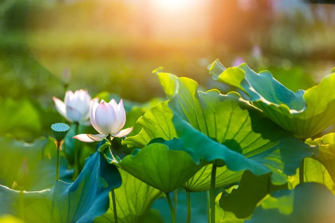 形容夏天的四字词语（赞美夏天的成语）