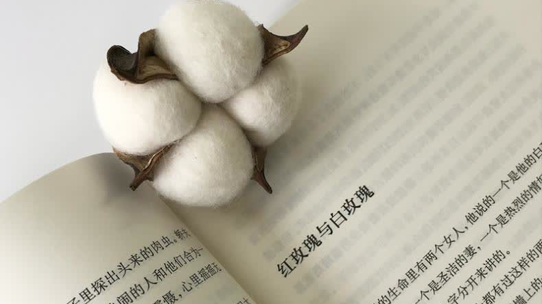 红玫瑰与白玫瑰经典语录（摘抄红玫瑰与白玫瑰至理名言）