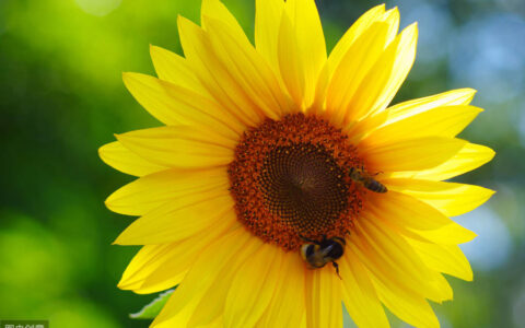 太阳花唯美花语励志语（分享太阳花的寓意和花语）