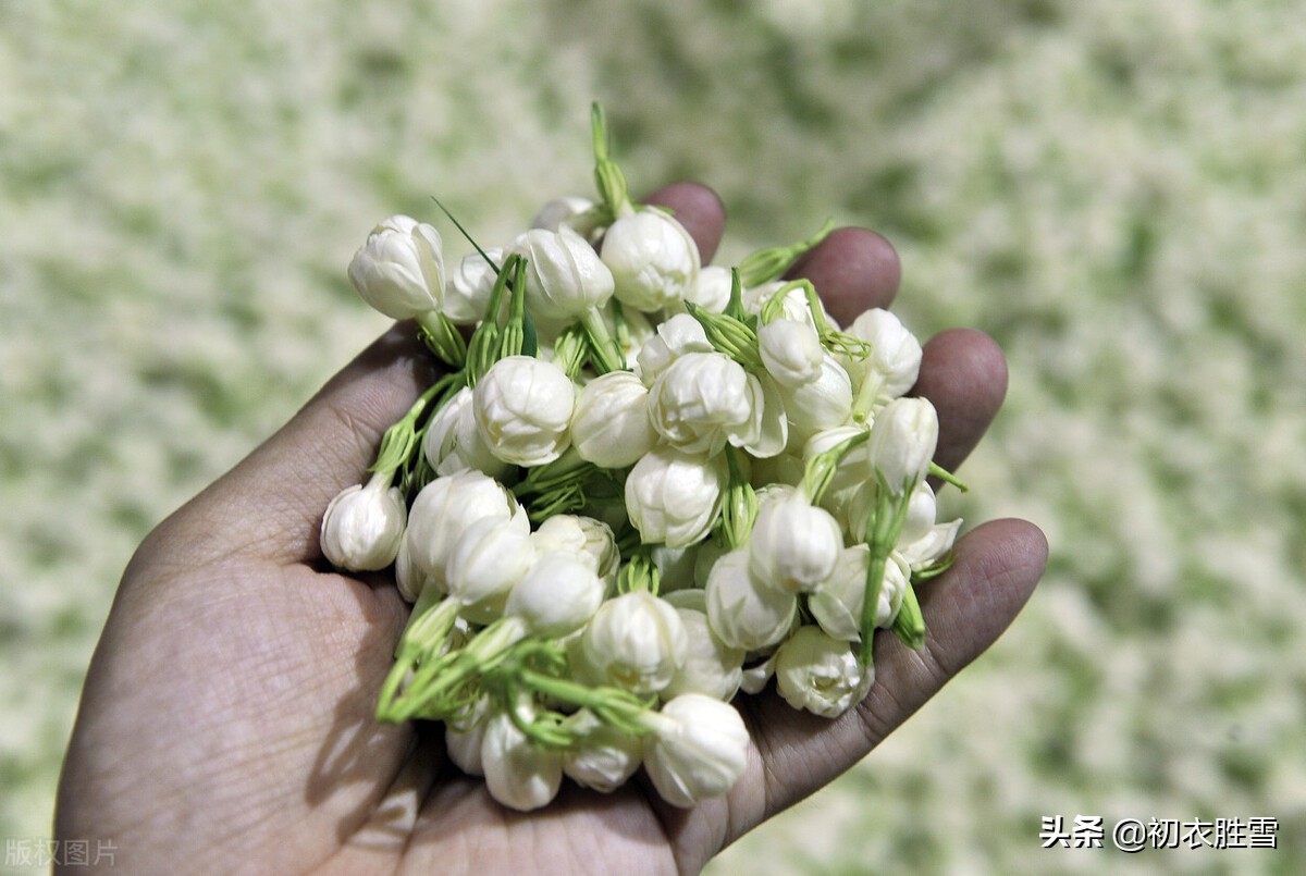 形容花香的诗句唯美（关于花的唯美句子）