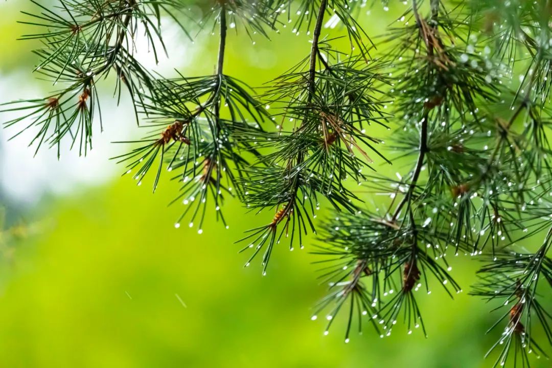 描写夏天景物的诗句有哪些（夏天的诗句大全）