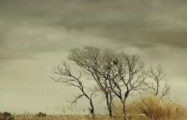 村晚的意思及翻译（村晚表达了诗人怎样的情感）