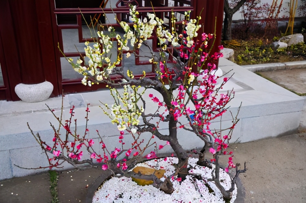 带有梅花的诗句有哪些（关于梅花的诗词大全及诗意）