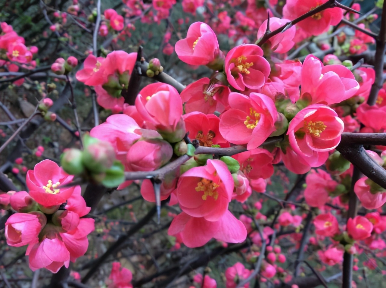 带有梅花的诗句有哪些（关于梅花的诗词大全及诗意）