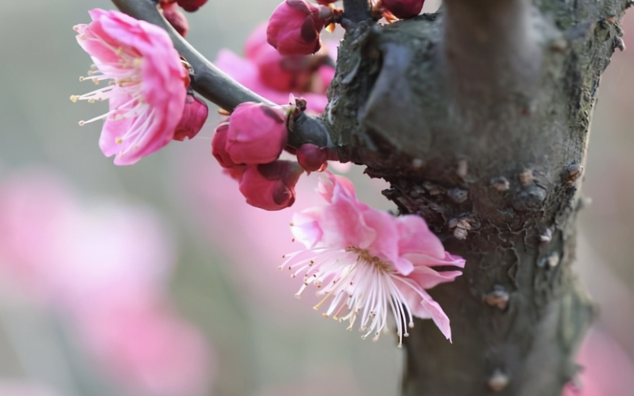带有梅花的诗句有哪些（关于梅花的诗词大全及诗意）