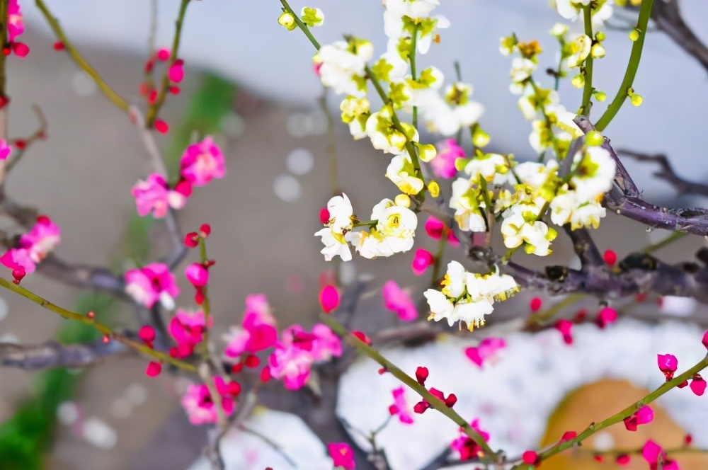 带有梅花的诗句有哪些（关于梅花的诗词大全及诗意）