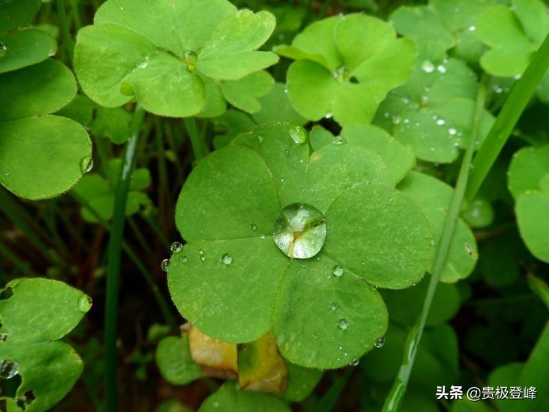 雨开头的诗句有哪些（关于雨的唯美句子）