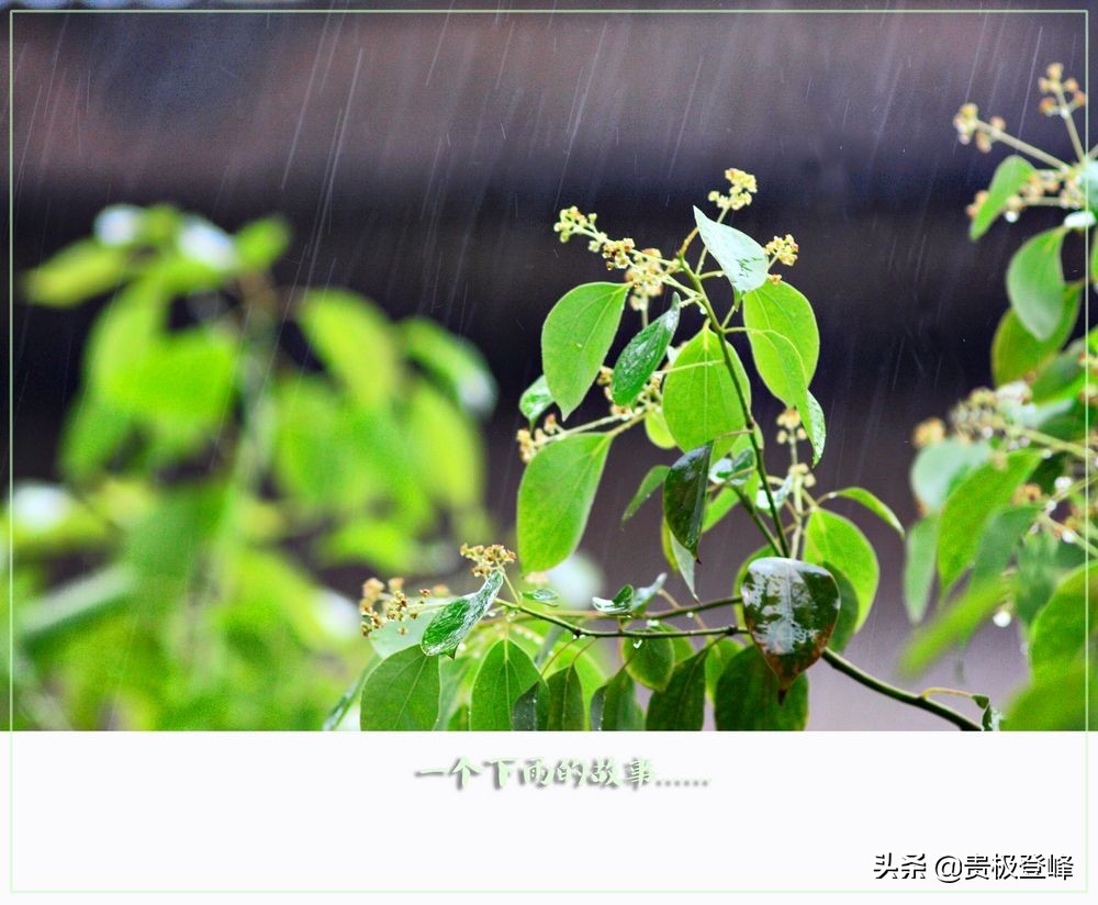 雨开头的诗句有哪些（关于雨的唯美句子）