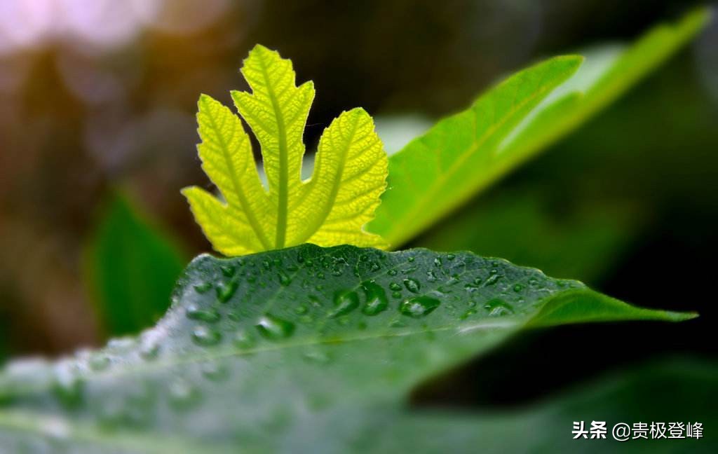 雨开头的诗句有哪些（关于雨的唯美句子）