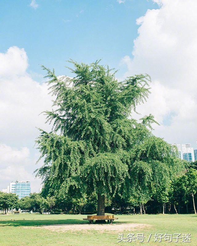 鼓励坚持梦想的句子（为梦想拼搏的20条唯美句子）