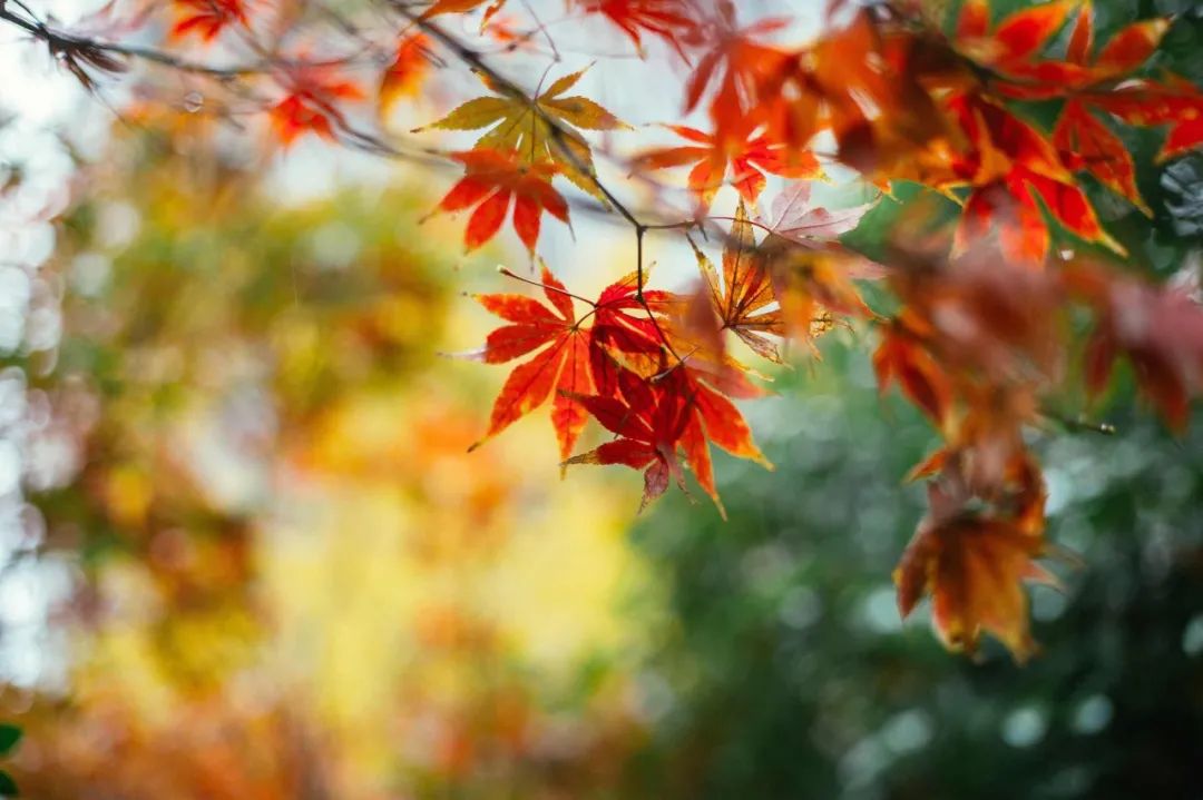 关于雨的唯美句子（描写雨的优美句子摘抄）