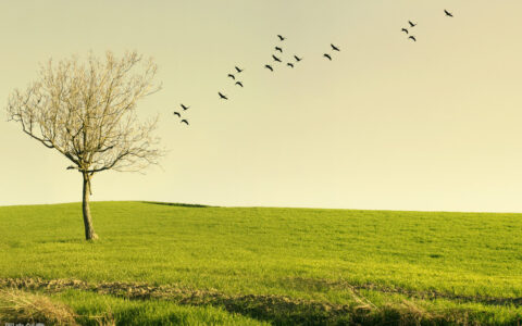 现代诗的体裁有哪些（常见八种诗歌体裁类型）