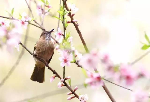 春晓作者是谁什么朝代（春晓创作背景介绍）